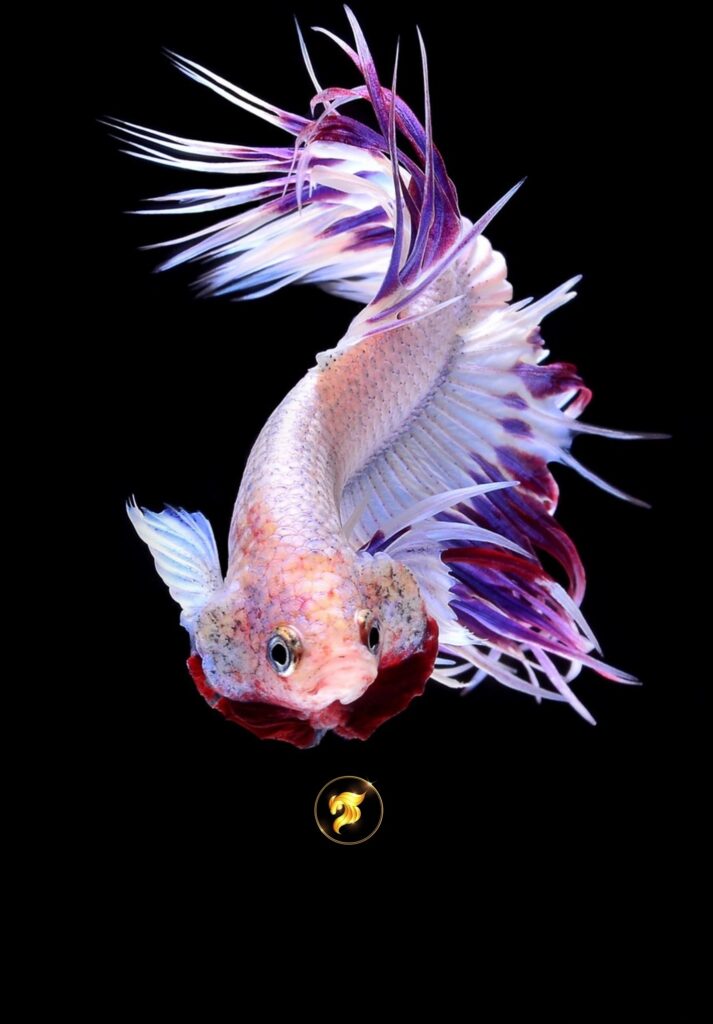 Purple betta fish for sale