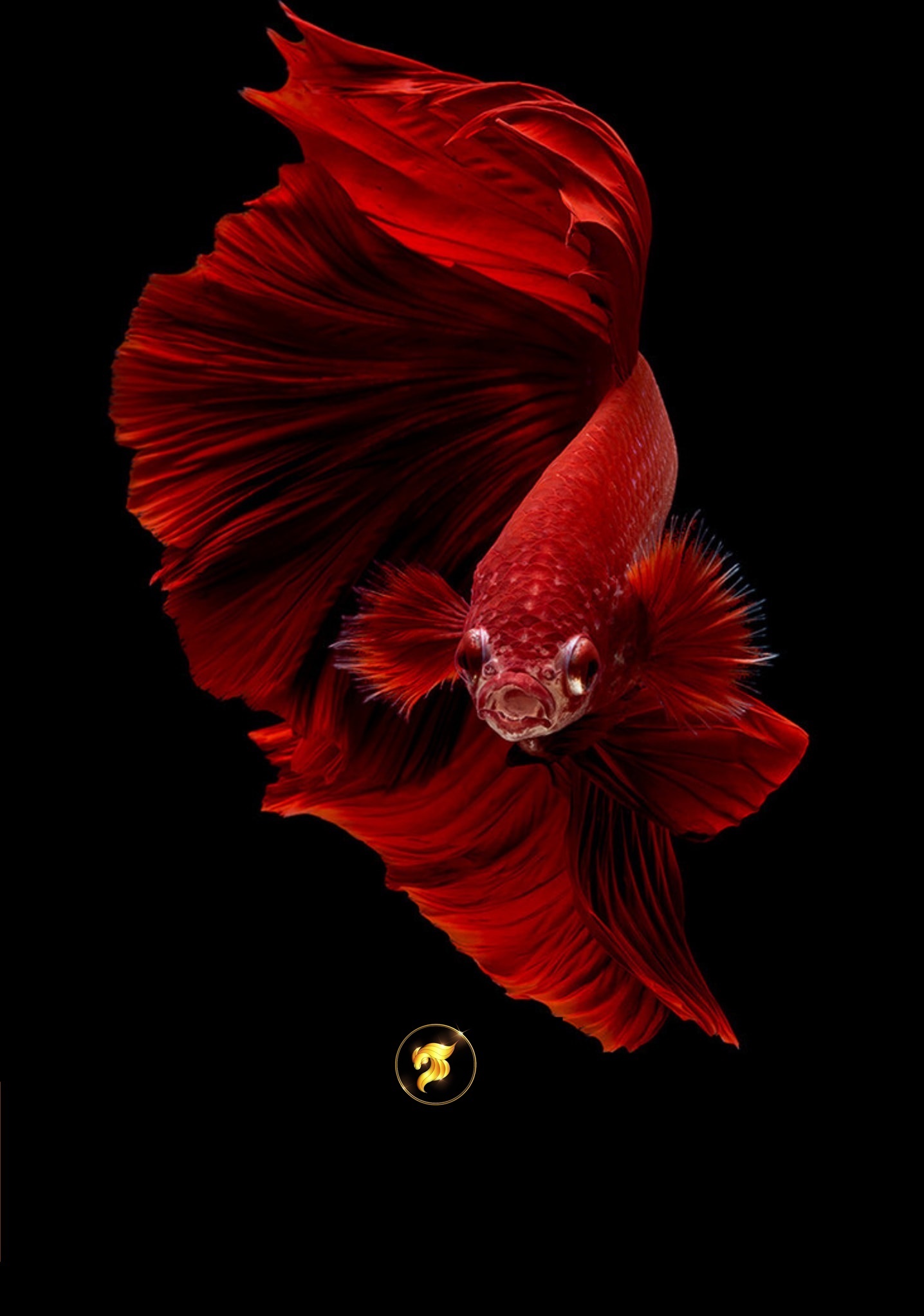 Red betta fish for sale