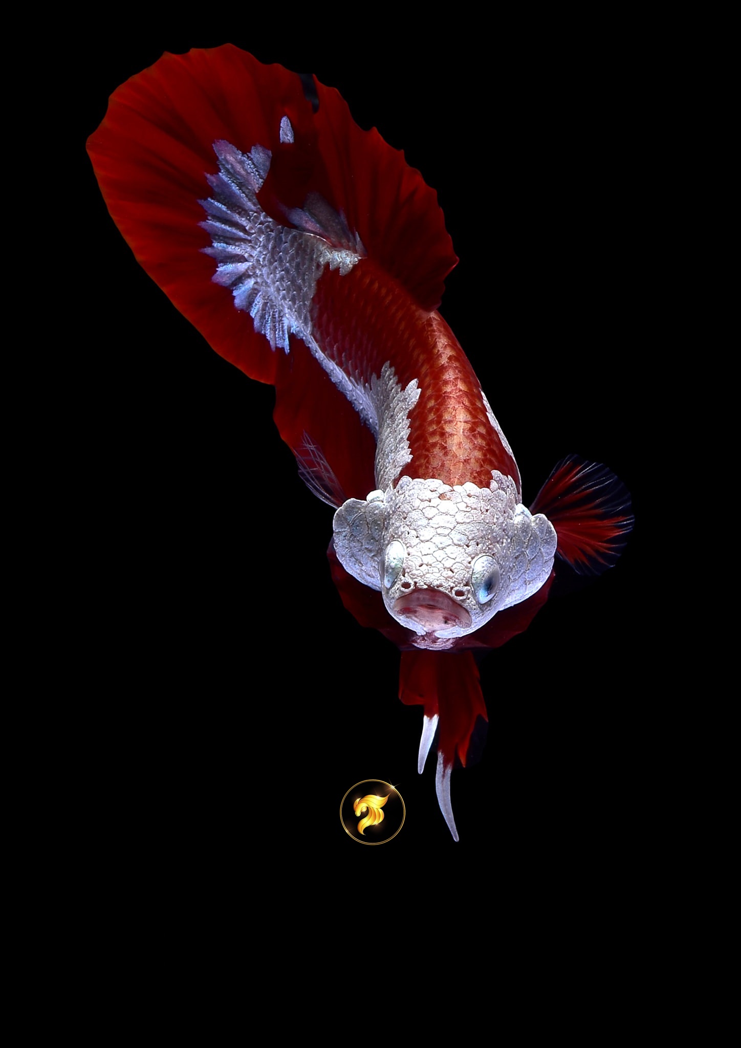 Samurai betta fish