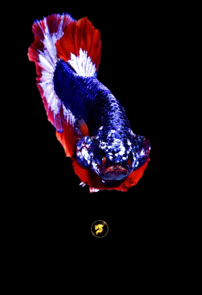 Thailand flag betta fish