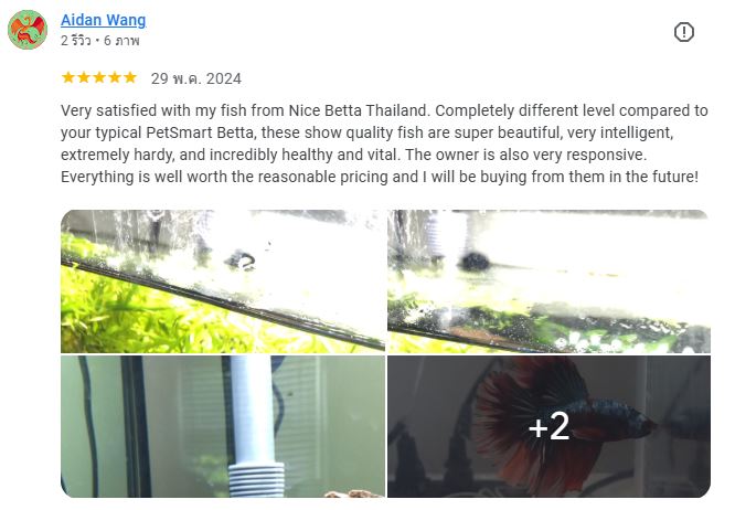 Aidan Wang review Nice Betta Thailand