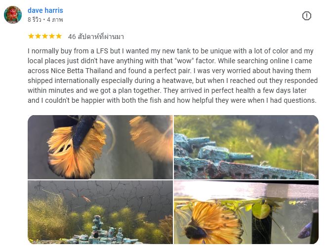 Dave harris review Nice Betta Thailand