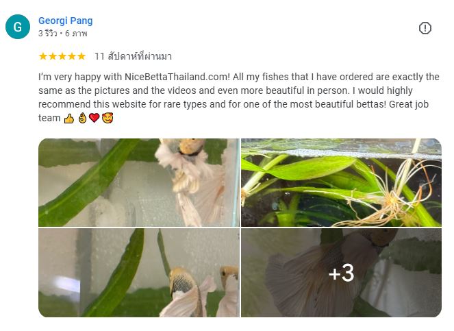 Georgi Pang review Nice Betta Thialand