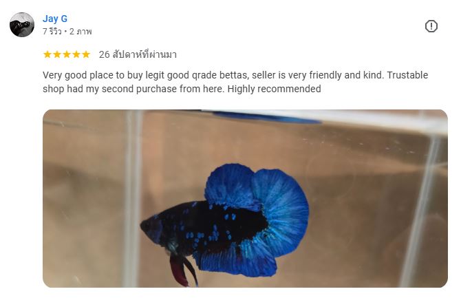 Jay G review Nice Betta Thialand