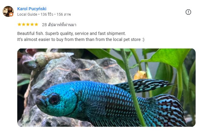 Karol Pucyński review Nice Betta Thailand
