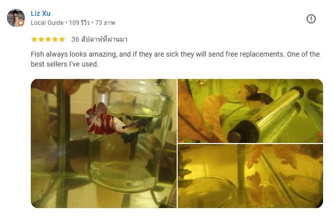 Liz Xu review to Nice Betta Thailand