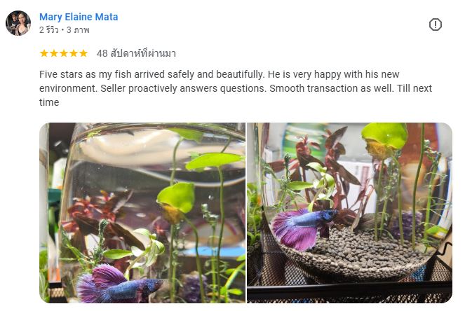 Mary Elaine Mata review Nice Betta Thailand
