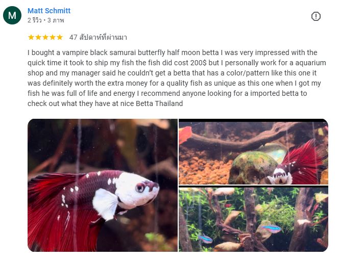 Matt Schmitt review Nice Betta Thailand