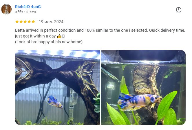 Rich4rD 4unG review Nice Betta Thailand