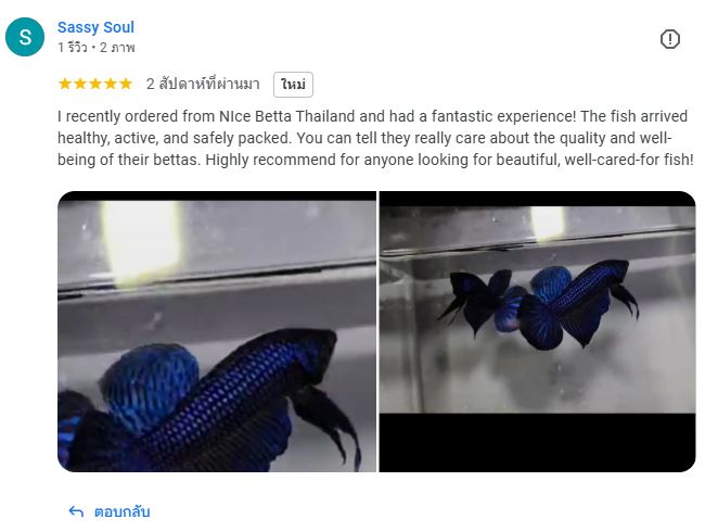 Sassy Soul Review to Nice Betta Thailand