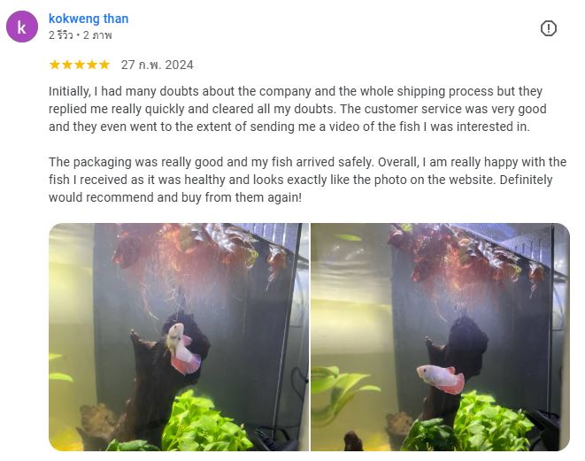 kokweng than review Nice Betta Thailand