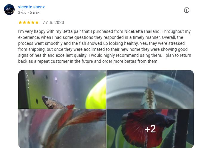 vicente saenz review Nice Betta Thailand